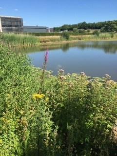 Lake with flowers around 